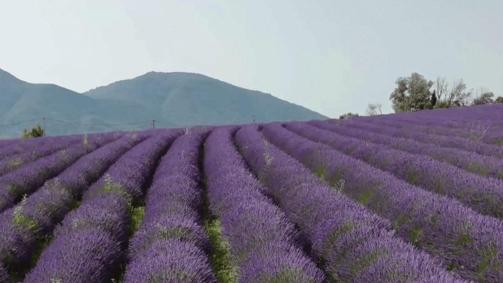 photo video drone lavandes hellofox communication digitale